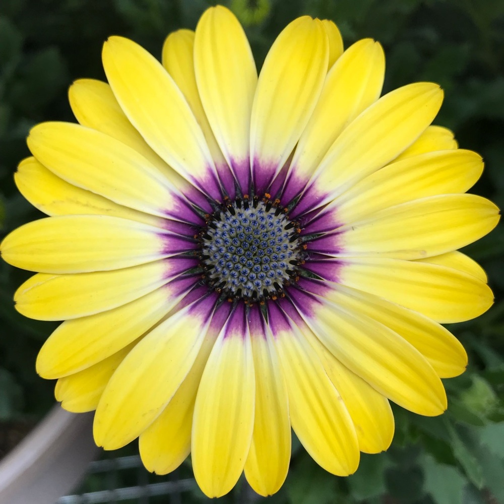 Meet your Posher, Sierra